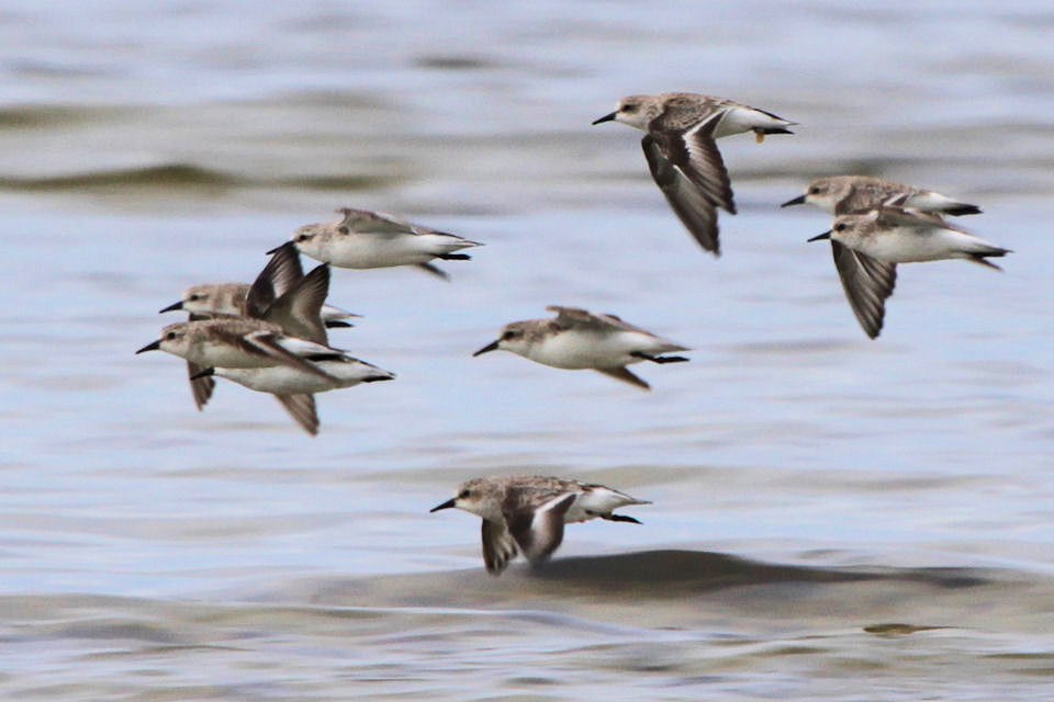 Red-necked Stint (Calidris ruficollis)